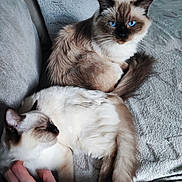 Résine a rejoint le concours — aidez-le/la à gagner de superbes lots ! animal, blanket, blue_eyes, cat, cats, close_up, comfort, companion, couch, cozy, domestic, feline, fluffy, fur, hand, indoor, pet, relaxing, resting, sleeping