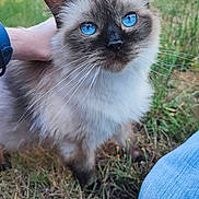 Résine a rejoint le concours — aidez-le/la à gagner de superbes lots ! animal, blue_eyes, cat, close_up, cute, domestic_cat, ears, face, fluffy, fur, grass, hand, mammal, nature, outdoor, pet, portrait, relaxed, watching, whiskers