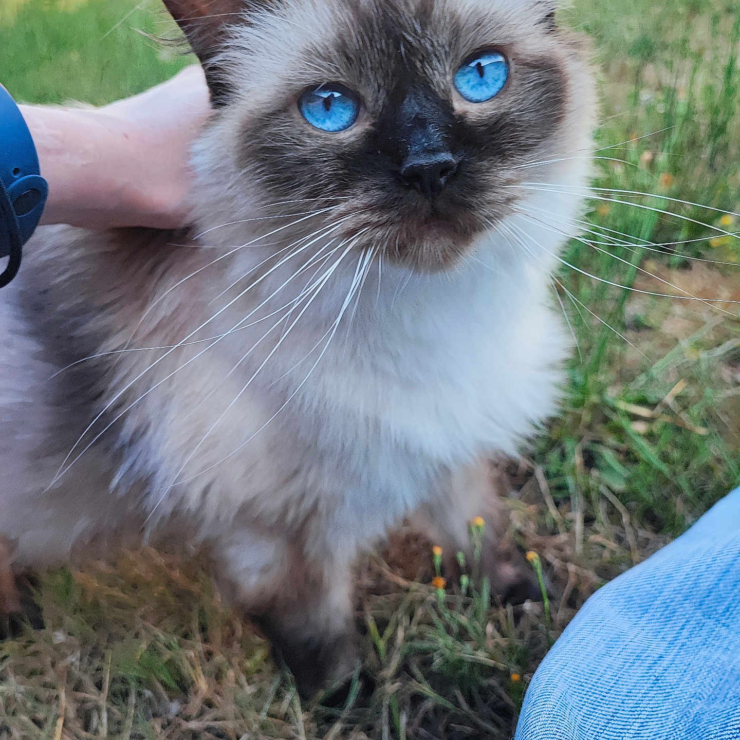 Résine a rejoint le concours — aidez-le/la à gagner de superbes lots ! animal, blue_eyes, cat, close_up, cute, domestic_cat, ears, face, fluffy, fur, grass, hand, mammal, nature, outdoor, pet, portrait, relaxed, watching, whiskers