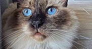 Résine a rejoint le concours — aidez-le/la à gagner de superbes lots ! animal, blue_eyes, cat, close_up, curtains, cute, domestic_cat, feline, floor, fluffy, fur, indoor, looking_up, mammal, pet, portrait, relaxed, sitting, soft_light, whiskers