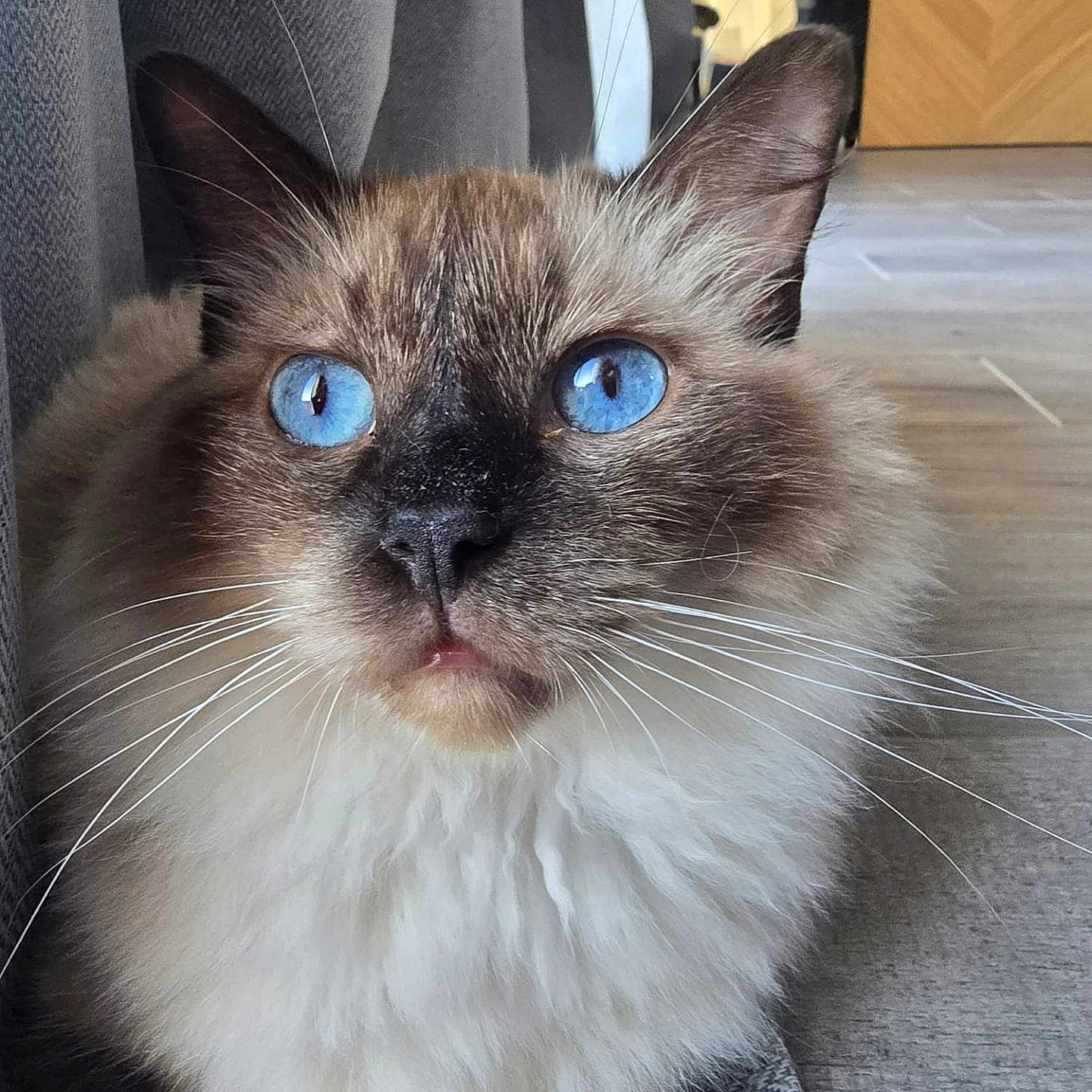 Résine a rejoint le concours — aidez-le/la à gagner de superbes lots ! animal, blue_eyes, cat, close_up, curtains, cute, domestic_cat, feline, floor, fluffy, fur, indoor, looking_up, mammal, pet, portrait, relaxed, sitting, soft_light, whiskers