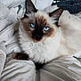cat, blue_eyes, fluffy, fur, pet, animal, indoor, blanket, white, relaxed, cute, face, ears, whiskers, lying_down, domestic_cat, sleepy, cozy, soft, closeup