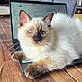 animal, blue_eyes, cat, close_up, cozy, curious, decor, display_cabinet, domestic, electronics, fluffy, furniture, home, indoor, laptop, pet, relaxed, table, whiskers, wooden_table
