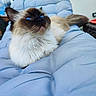 background_blur, blue_eyes, cat, close_up, comfort, cushion, cute, domestic_animal, face, feline, fluffy, indoor, light_blue, lounging, pet, relaxed, resting, soft_fur, tail, whiskers