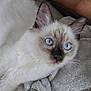 cat, blue_eyes, fluffy, white_fur, dark_face_markings, whiskers, ear, pet, animal, domestic_cat, relaxed, blanket, soft_texture, close_up, indoor, cute, feline, curious, lying_down, cozy