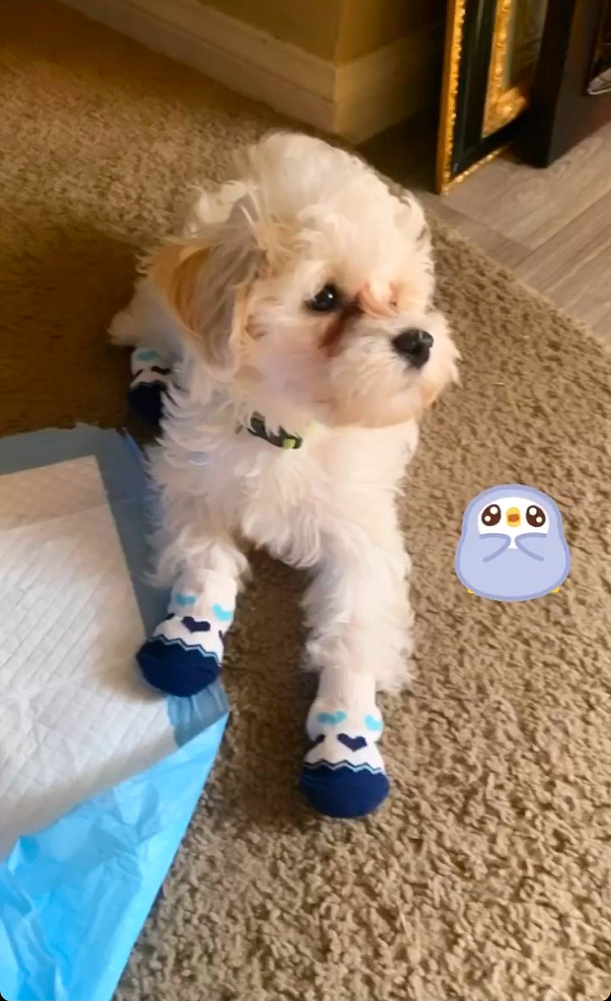 Shiro joined the competition — help win amazing prizes! bichon, canidae, carnivore, companion_dog, dog, dog_breed, dog_clothes, dog_supply, firefighter, fur, labradoodle, maltepoo, puppy_love, shih_poo, small_terrier, snout, sporting_group, terrier, toy_dog, yorkipoo