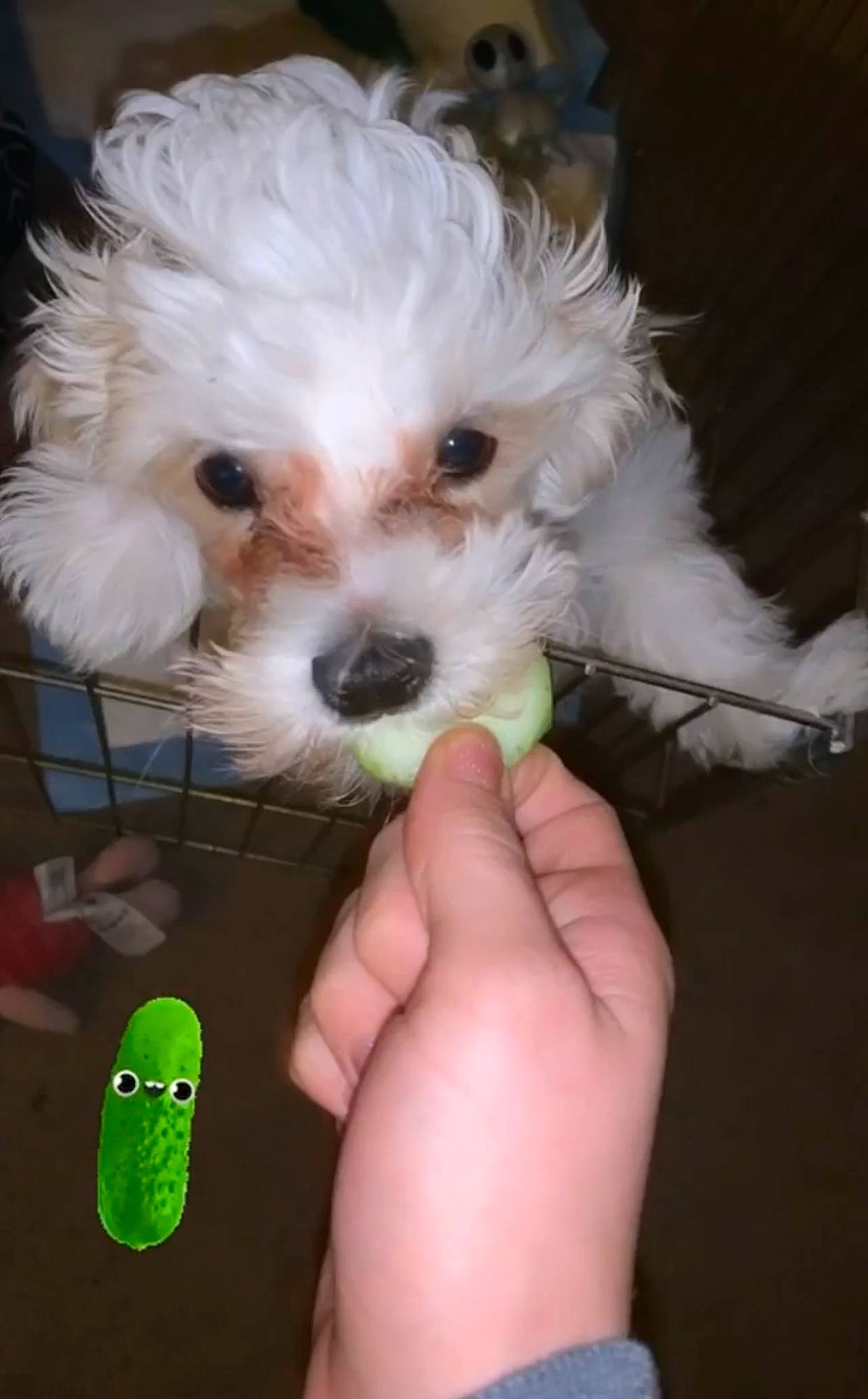 Shiro is registered to the contest to win money with this photo: canidae, carnivore, companion_dog, dog, dog_breed, finger, firefighter, fur, labradoodle, maltepoo, nail, poodle, puppy_love, shih_poo, small_terrier, sporting_group, terrier, thumb, toy_dog, water_dog