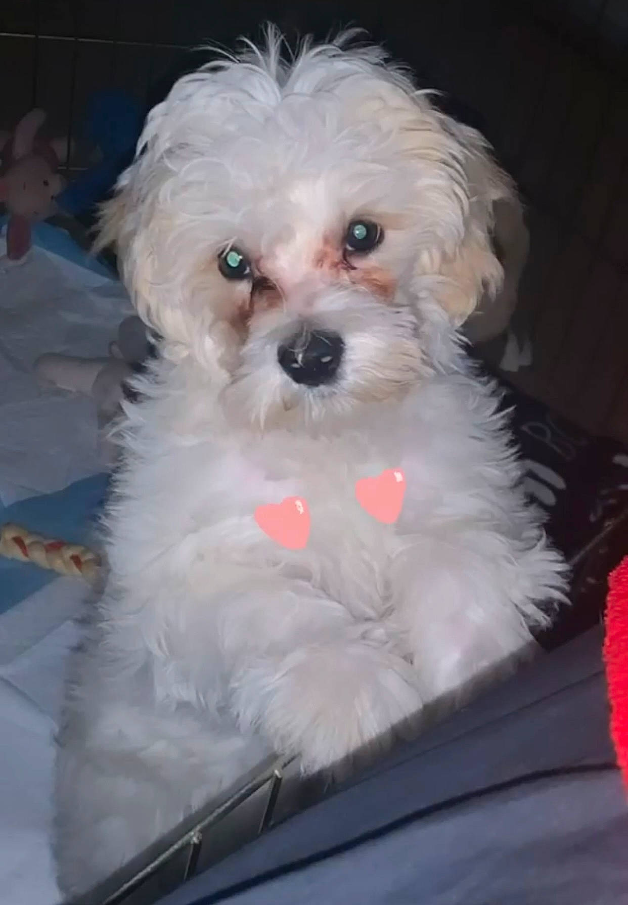 Shiro is registered to the contest to win money with this photo: canidae, carnivore, companion_dog, dog, dog_breed, dog_supply, fur, mal_shi, maltepoo, non_sporting_group, poodle_crossbreed, puppy, shih_poo, small_terrier, snout, sporting_group, terrier, toy_dog, water_dog, working_animal