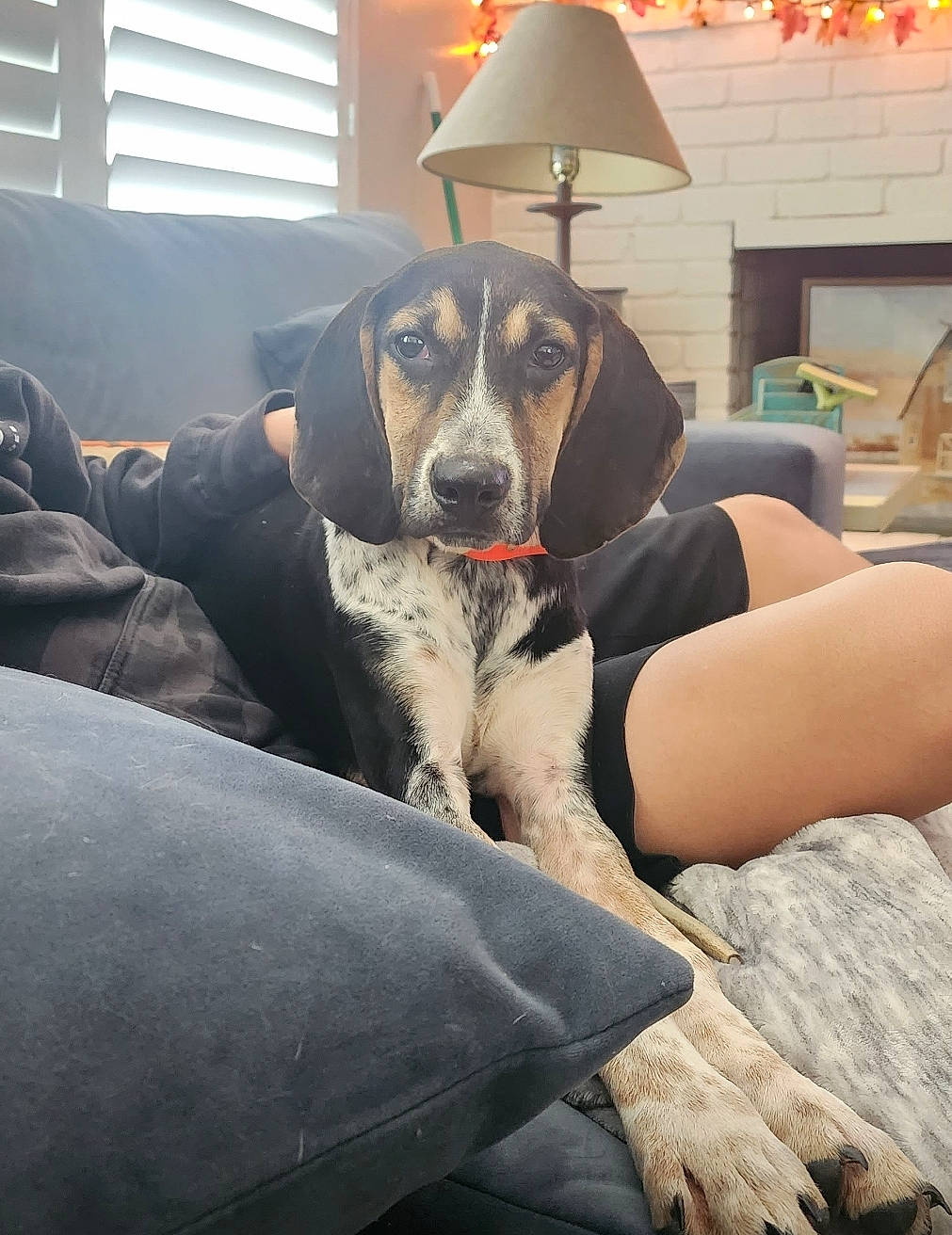 Ranger joined the competition — help win amazing prizes! canidae, carnivore, comfort, companion_dog, couch, dog, dog_breed, flooring, lamp, lampshade, lap, living_room, non_sporting_group, sitting, snout, sporting_group, thigh, vehicle_door, working_animal