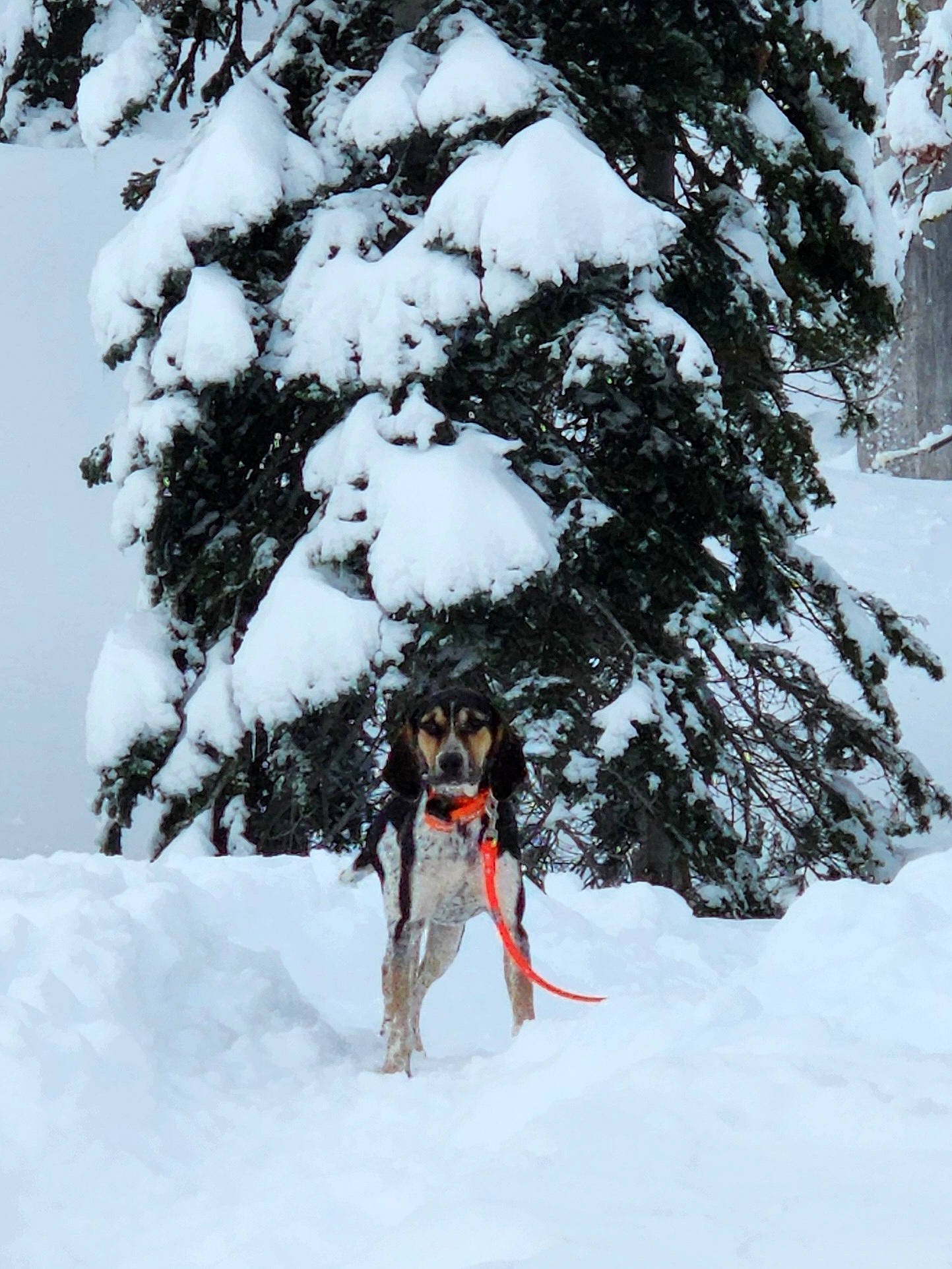 Ranger joined the competition — help win amazing prizes! carnivore, dog, dog_breed, event, freezing, geological_phenomenon, glacial_landform, ice_cap, plant, recreation, ski, ski_equipment, ski_pole, slope, snow, sports_equipment, tree, twig, winter, winter_sport