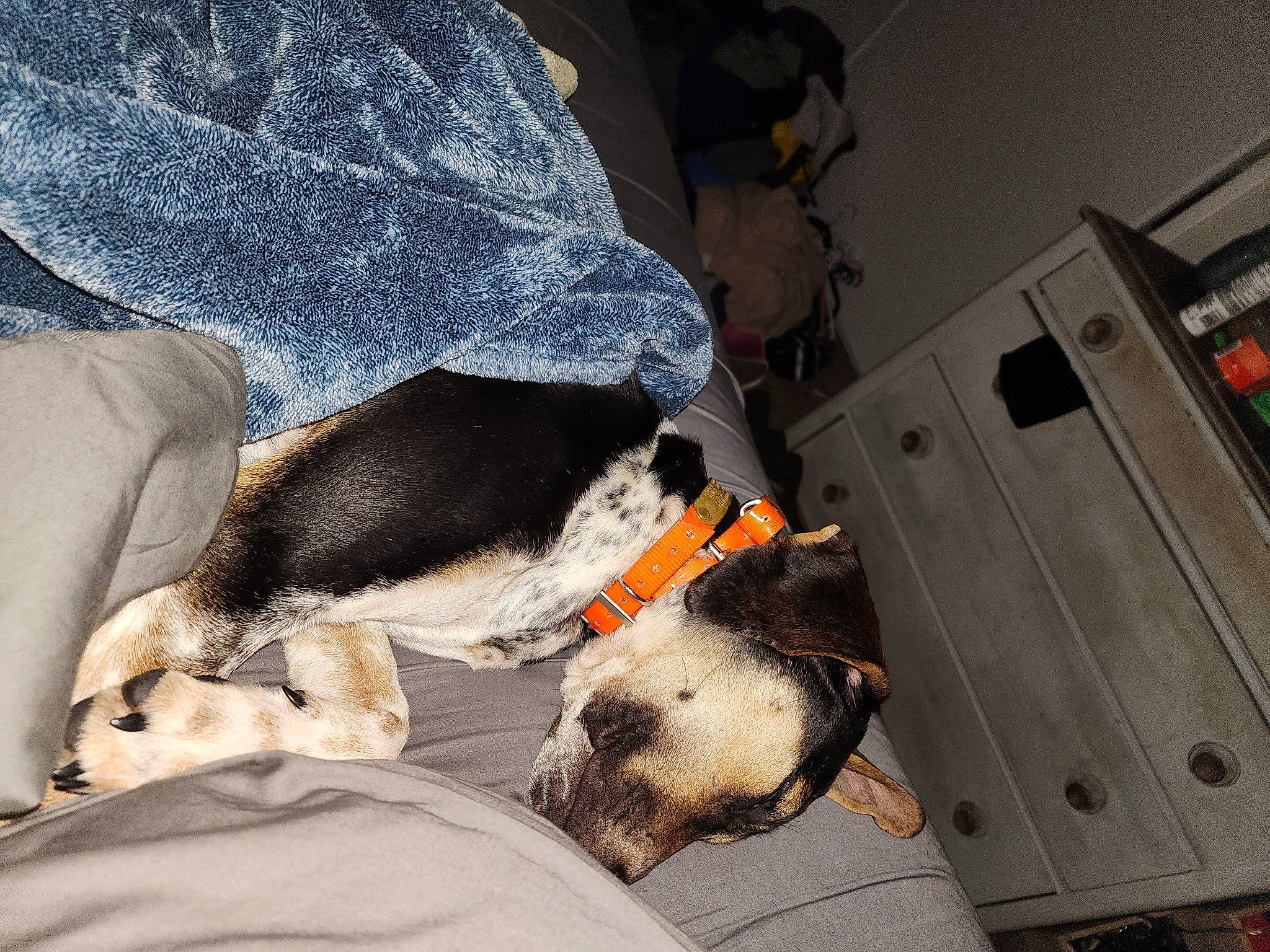 Ranger joined the competition — help win amazing prizes! canidae, carnivore, collar, comfort, companion_dog, dog, dog_breed, dog_supply, flooring, fur, guard_dog, nap, paw, pet_supply, rock, sporting_group, tail, working_animal