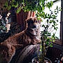 dog, couch, plant, window, indoor, furniture, leaf, pot, curtain, sunlight, pet, fur, home, relaxing, cozy, animal, decor, brown, nature, domestic