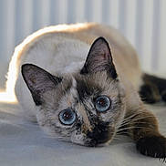 Sierra participe au concours pour gagner de l'argent avec cette photo : cat, siamese_cat, kitten, blue_eyes, wide_eyed, lying_down, bed, indoors, portrait, closeup, fur, whiskers, paws, dark_mask, cream_fur, relaxed, curious, soft_lighting, bedroom, photography
