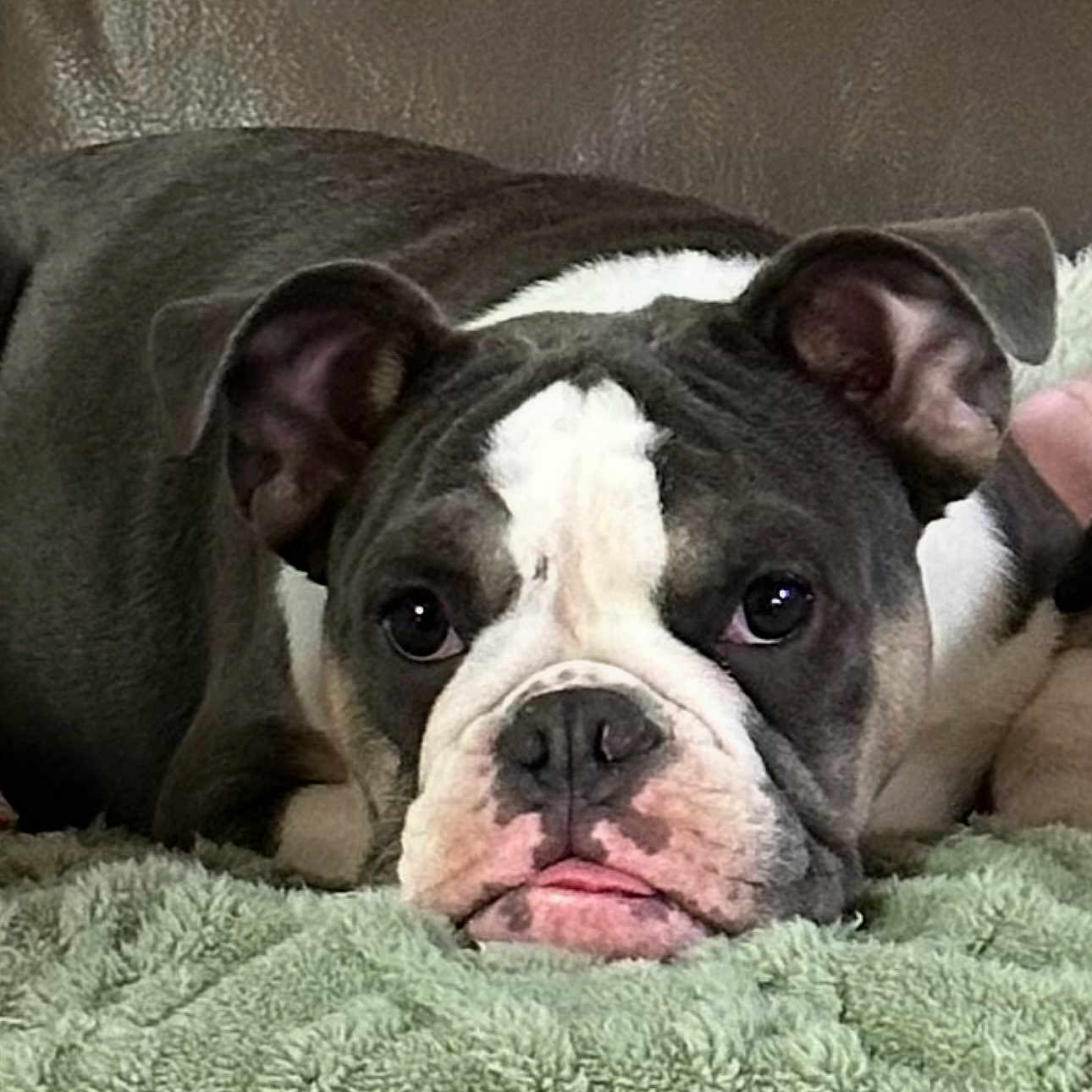 Payzli joined the competition — help win amazing prizes! animal, bostonbull, boxer, bulldog, canine, dog, frenchbulldog, pet, pitbull, puppy
