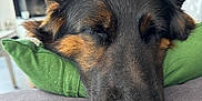 Terra a rejoint le concours — aidez-le/la à gagner de superbes lots ! dog, german_shepherd, resting, sleeping, close_up, indoor, pillow, green_pillow, fur, ears, nose, relaxed, pet, animal, canine, cozy, home, comfort, peaceful, portrait