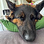 dog, german_shepherd, resting, sleeping, close_up, indoor, pillow, green_pillow, fur, ears, nose, relaxed, pet, animal, canine, cozy, home, comfort, peaceful, portrait