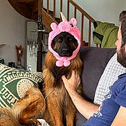 Terra a rejoint le concours — aidez-le/la à gagner de superbes lots ! dog, german_shepherd, pink_unicorn_hat, couch, man, living_room, staircase, pillow, pet, fur, indoors, hand, brown_fur, black_fur, sitting, cozy, home, casual, cute, animal
