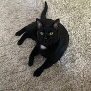 Bagheera is registered to the contest to win money with this photo: black_cat, cat, pet, animal, indoor, carpet, fluffy, fur, yellow_eyes, lying_down, relaxed, curious, whiskers, tail, cute, feline, domestic_cat, soft_texture, home, cozy