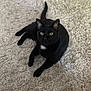 black_cat, cat, pet, animal, indoor, carpet, fluffy, fur, yellow_eyes, lying_down, relaxed, curious, whiskers, tail, cute, feline, domestic_cat, soft_texture, home, cozy