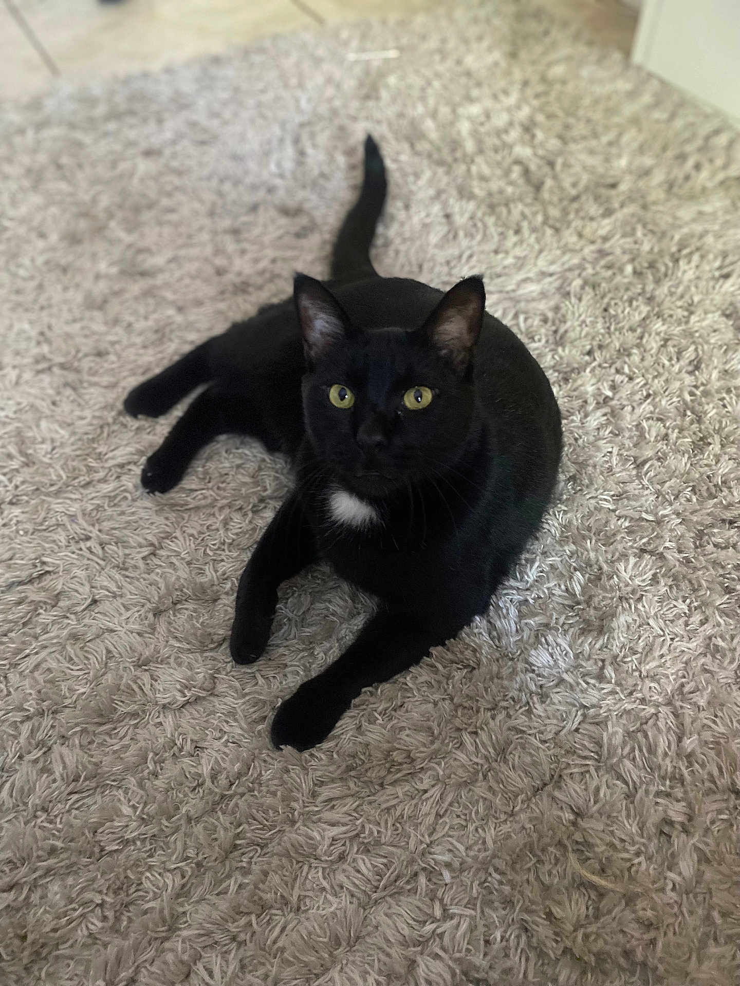 Bagheera is registered to the contest to win money with this photo: black_cat, cat, pet, animal, indoor, carpet, fluffy, fur, yellow_eyes, lying_down, relaxed, curious, whiskers, tail, cute, feline, domestic_cat, soft_texture, home, cozy