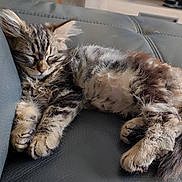 Ariel a rejoint le concours — aidez-le/la à gagner de superbes lots ! kitten, cat, sleeping, tabby, fur, pet, animal, couch, leather, indoor, resting, cute, whiskers, paw, relaxation, feline, cozy, young, nap, domestic