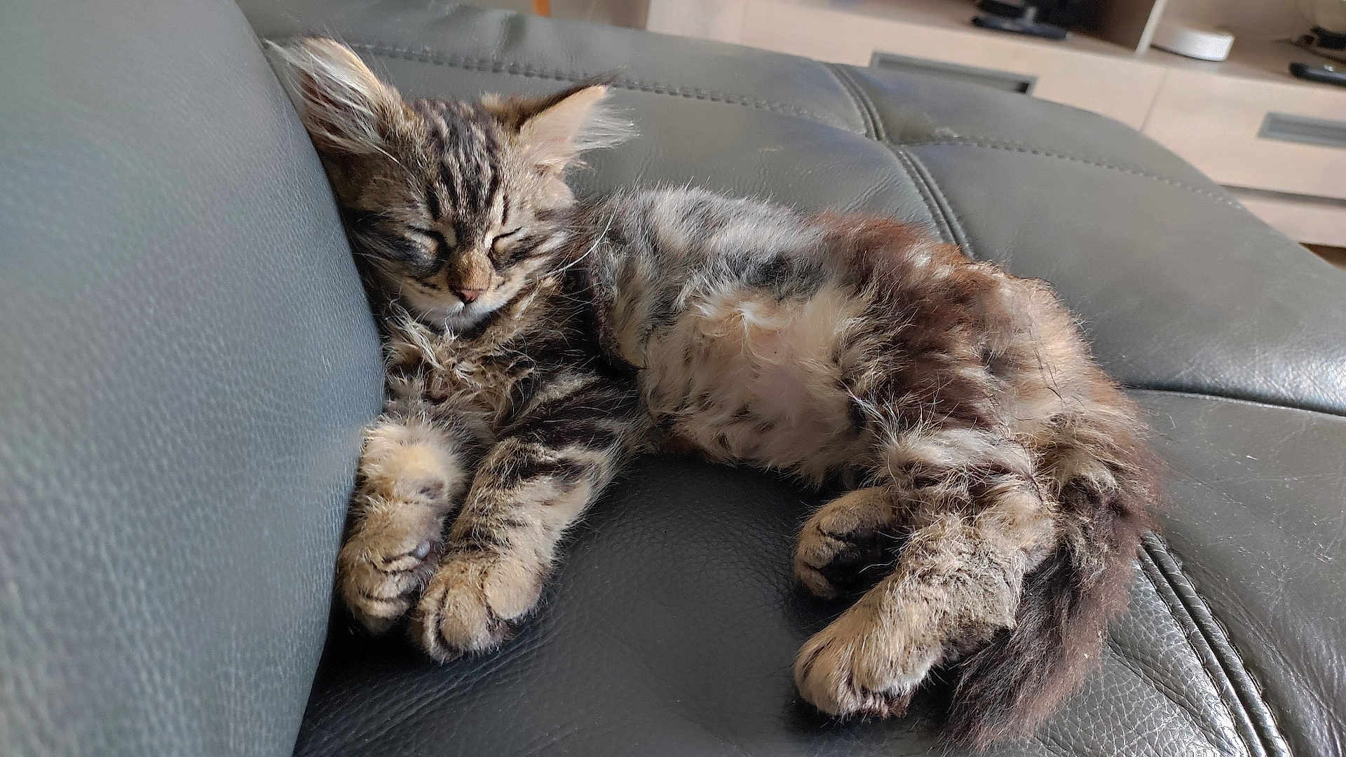 Ariel a rejoint le concours — aidez-le/la à gagner de superbes lots ! kitten, cat, sleeping, tabby, fur, pet, animal, couch, leather, indoor, resting, cute, whiskers, paw, relaxation, feline, cozy, young, nap, domestic