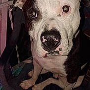 Tater is registered to the contest to win money with this photo: animal, black_and_white, brick_wall, canine, chair, close_up, companion, dog, domestic, ears, expression, friendly, fur, indoor, looking_up, nose, paw, pet, portrait, sitting