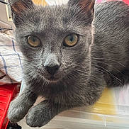 Mimi participe au concours pour gagner de l'argent avec cette photo : animal, cat, close_up, curious, cute, domestic_cat, ears, feline, fur, gray_cat, indoor, paws, pet, plastic_container, portrait, poster, resting, towel, whiskers, yellow_eyes