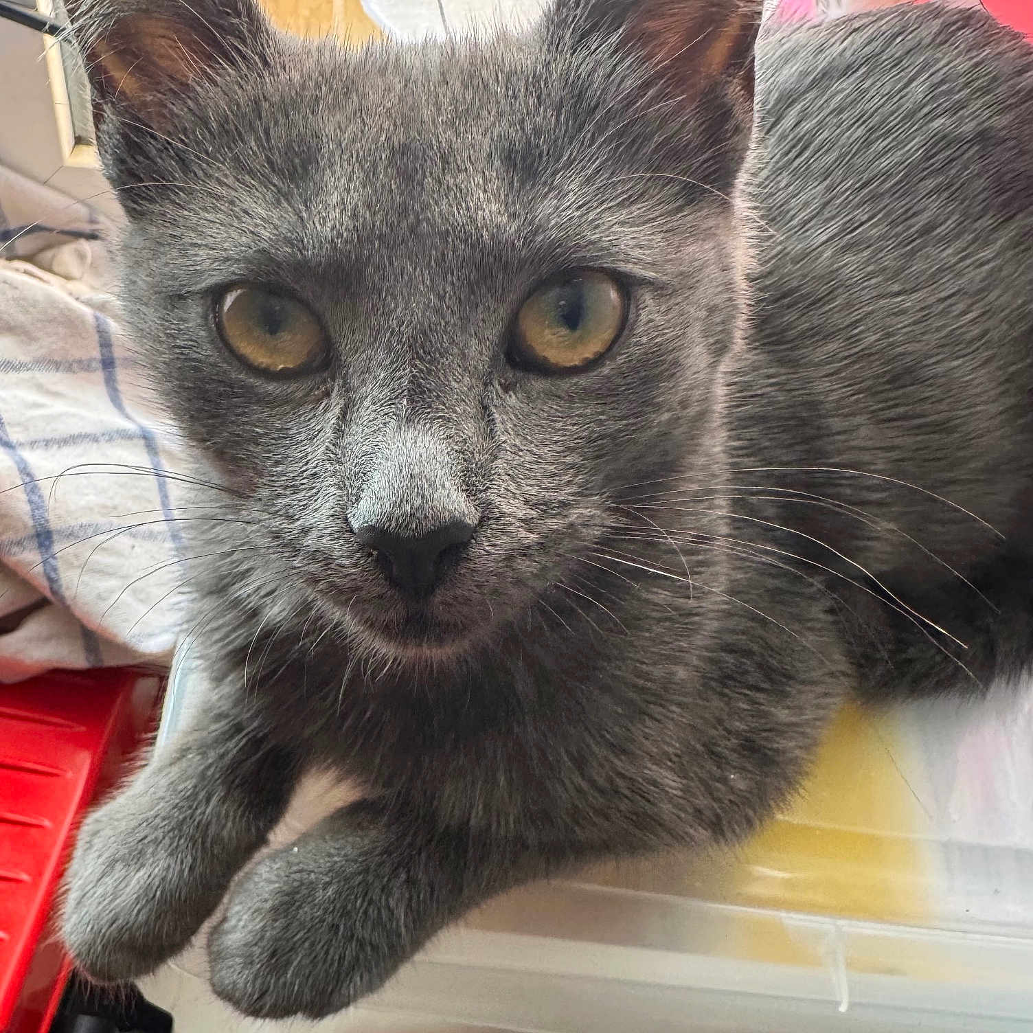 Mimi participe au concours pour gagner de l'argent avec cette photo : animal, cat, close_up, curious, cute, domestic_cat, ears, feline, fur, gray_cat, indoor, paws, pet, plastic_container, portrait, poster, resting, towel, whiskers, yellow_eyes