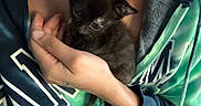Binx joined the competition — help win amazing prizes! animal, black_fur, casual, cat, closeup, clothing, comfort, cozy, cute, fingers, hand, holding, hoodie, indoor, kitten, person, pet, resting, small, young