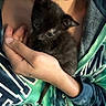 animal, black_fur, casual, cat, closeup, clothing, comfort, cozy, cute, fingers, hand, holding, hoodie, indoor, kitten, person, pet, resting, small, young