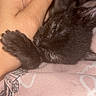 Binx is registered to the contest to win money with this photo: animal, bed, bite, black_cat, blanket, claw, closeup, cozy, cute, feline, hand, indoor, kitten, paw, pet, pink, resting, sleepy, soft, touch