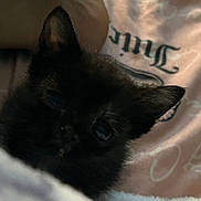 Binx joined the competition — help win amazing prizes! animal, black_cat, close_up, comfort, cozy, cute, ears, feline, fur, indoors, kitten, pet, resting, sleepy, small, soft_blanket, texture, warm, whiskers, young