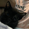 animal, black_cat, close_up, comfort, cozy, cute, ears, feline, fur, indoors, kitten, pet, resting, sleepy, small, soft_blanket, texture, warm, whiskers, young