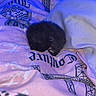 Binx is registered to the contest to win money with this photo: animal, black, blanket, blue_light, comfort, cozy, cute, fur, indoors, kitten, mammal, patterned_blanket, pet, resting, sleeping, small, soft, tiny, warm, young