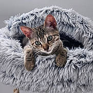 Crounchy participe au concours pour gagner de l'argent avec cette photo : cat, kitten, tabby, pet, animal, feline, scratching_post, cat_bed, fur, cute, indoor, resting, cozy, curious, ears, whiskers, paws, gray, soft, home