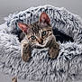 cat, kitten, tabby, pet, animal, feline, scratching_post, cat_bed, fur, cute, indoor, resting, cozy, curious, ears, whiskers, paws, gray, soft, home