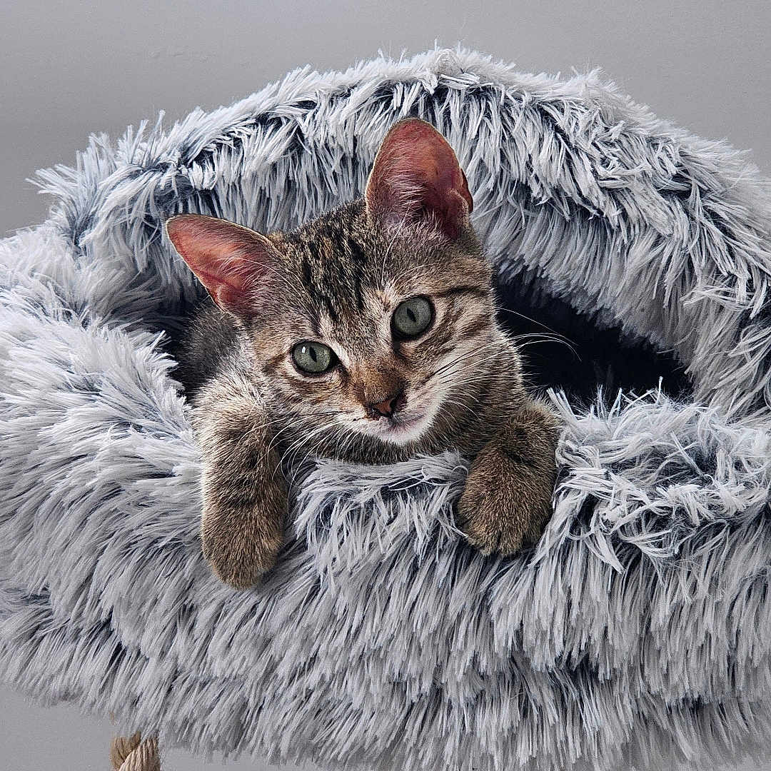 Crounchy participe au concours pour gagner de l'argent avec cette photo : animal, cat, cat_bed, cozy, curious, cute, ears, feline, fur, gray, home, indoor, kitten, paws, pet, resting, scratching_post, soft, tabby, whiskers