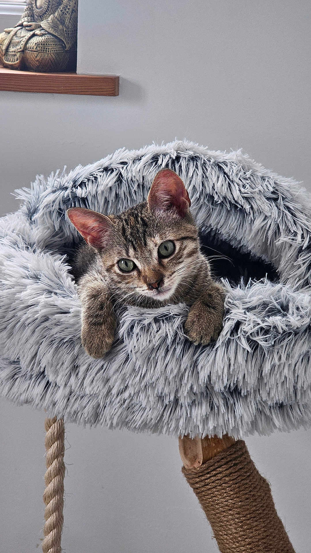 Crounchy participe au concours pour gagner de l'argent avec cette photo : cat, kitten, tabby, pet, animal, feline, scratching_post, cat_bed, fur, cute, indoor, resting, cozy, curious, ears, whiskers, paws, gray, soft, home