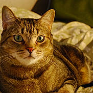 Duckie is registered to the contest to win money with this photo: alert, animal, bedspread, cat, closeup, comfort, cozy, cute, domestic, feline, fur, green_eyes, indoor, mammal, pet, portrait, relaxed, resting, tabby, whiskers