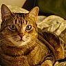 alert, animal, bedspread, cat, closeup, comfort, cozy, cute, domestic, feline, fur, green_eyes, indoor, mammal, pet, portrait, relaxed, resting, tabby, whiskers