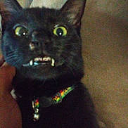 Fangs is registered to the contest to win money with this photo: animal, black_cat, cat, close_up, closeup, collar, domestic_cat, expression, face, fangs, feline, fur, hand, indoor, looking, pet, portrait, surprised, whiskers, wide_eyes