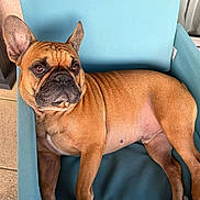 Simba a rejoint le concours — aidez-le/la à gagner de superbes lots ! animal, bat_ears, brown, chair, close_up, collarless, dog, french_bulldog, fur, furniture, outdoor, patio, pet, portrait, relaxed, serious, short_hair, sitting, turquoise, wrinkles