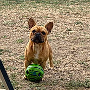 Alvin a rejoint le concours — aidez-le/la à gagner de superbes lots ! dog, french_bulldog, pet, animal, outdoor, grass, dry_grass, lawn, ball, toy, green_ball, standing, facing_camera, upright_ears, short_hair, brown_coat, white_chest, wrinkled_face, patio, chair