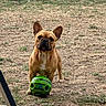 dog, french_bulldog, pet, animal, outdoor, grass, dry_grass, lawn, ball, toy, green_ball, standing, facing_camera, upright_ears, short_hair, brown_coat, white_chest, wrinkled_face, patio, chair