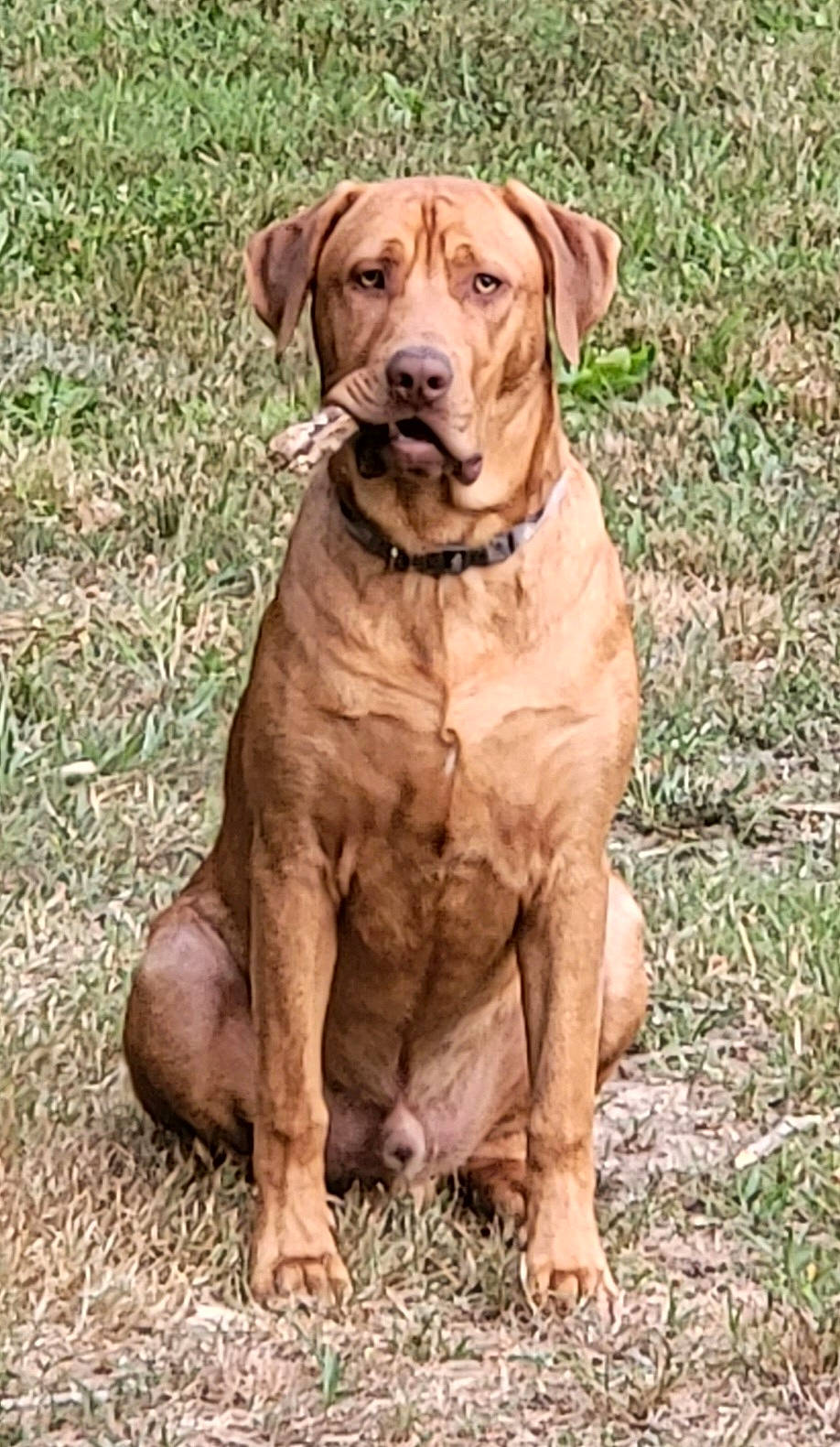 Gunner joined the competition — help win amazing prizes! carnivore, collar, companion_dog, dog, dog_breed, dog_collar, grass, guard_dog, gun_dog, liver, plant, tail, terrestrial_animal, whiskers, working_animal, working_dog