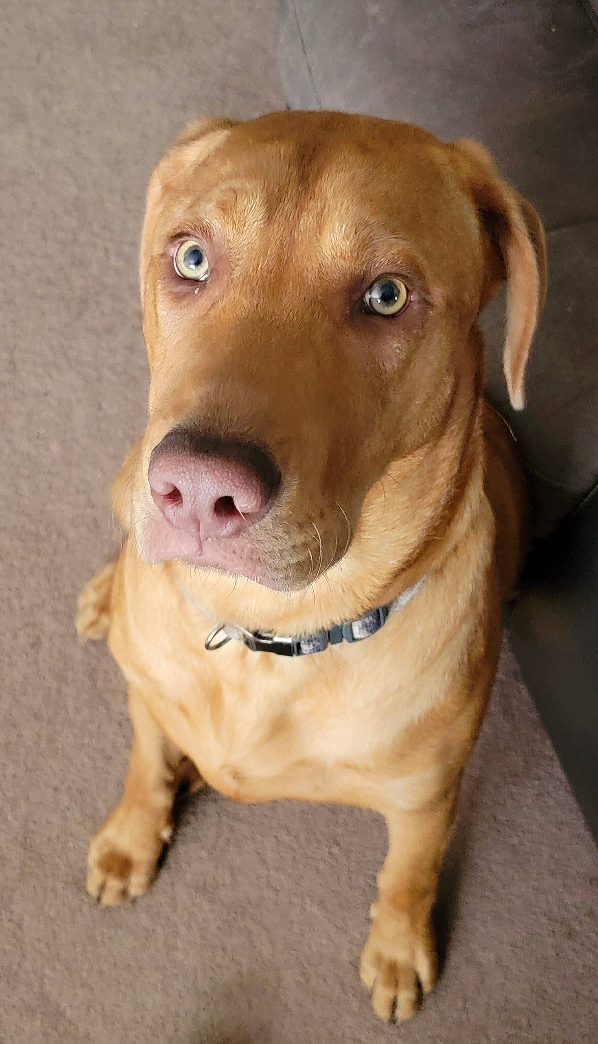 Gunner joined the competition — help win amazing prizes! canidae, carnivore, collar, companion_dog, dog, dog_breed, dog_collar, ear, eye, fawn, fur, head, hunting_dog, jaw, liver, pet_supply, snout, sporting_group, whiskers, working_animal