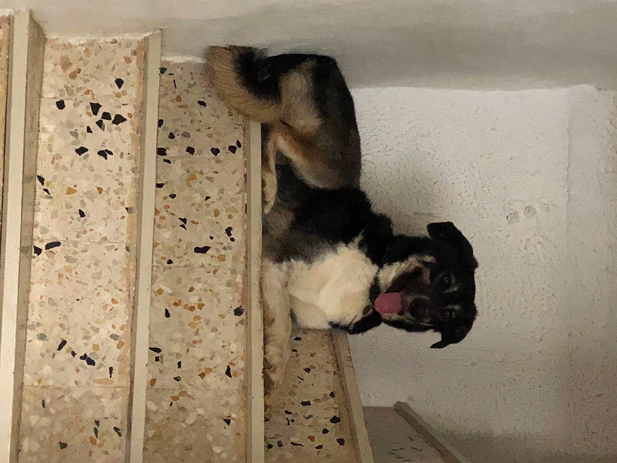 Dana a rejoint le concours — aidez-le/la à gagner de superbes lots ! canidae, carnivore, companion_dog, concrete, dog, dog_breed, door, fawn, flooring, fur, hardwood, pet_supply, rectangle, room, snout, sporting_group, tail, visual_arts, wood, working_animal