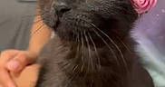 Oreo joined the competition — help win amazing prizes! adorable, animal, black_kitten, cat, close_up, curious, cute, domestic_cat, feline, flower_crown, hands, holding, indoor, pet, pink_roses, portrait, soft_fur, whiskers, wide_eyes, young_cat