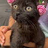 black_kitten, cat, pet, flower_crown, pink_roses, wide_eyes, cute, animal, feline, young_cat, domestic_cat, hands, holding, indoor, curious, adorable, close_up, portrait, soft_fur, whiskers